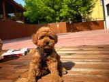 Kalite Garantili Toy Poodle Oğlumuz