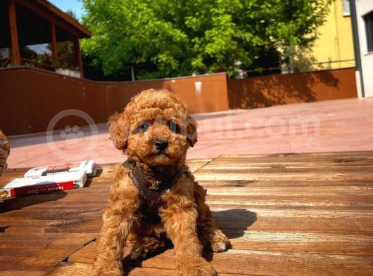 Kalite Garantili Toy Poodle Oğlumuz görsel