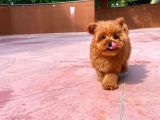 Irk Ve Sağlık Garantili Toy Poodle Erkek Yavrumuz