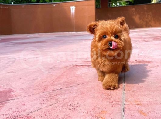 Irk Ve Sağlık Garantili Toy Poodle Erkek Yavrumuz görsel