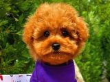 Irk Ve Sağlık Garantili Toy Poodle Erkek Yavrumuz