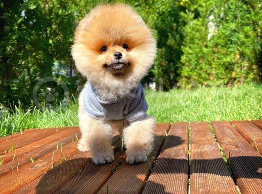 Yarışma Düzeyi̇nde Teddy Face (Ayı Surat) Di̇şi̇ Pomerani̇an Yavrusu