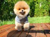 Safkan Teddy Bear Pomeranian Boo Kızımız