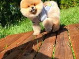 Safkan Teddy Bear Pomeranian Boo Kızımız