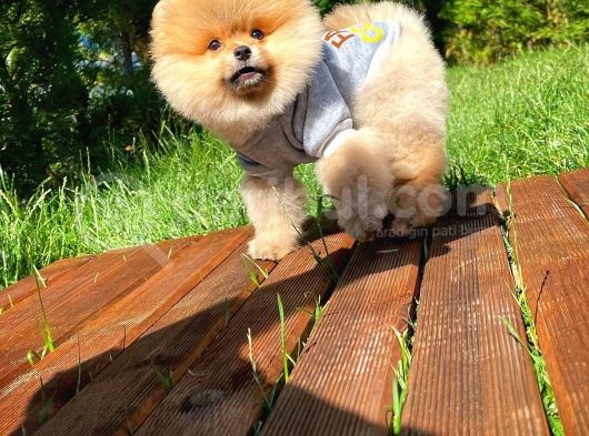 Safkan Teddy Bear Pomeranian Boo Kızımız görsel