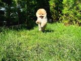 Yarışma Düzeyi̇nde Teddy Face (Ayı Surat) Di̇şi̇ Pomerani̇an Yavrusu