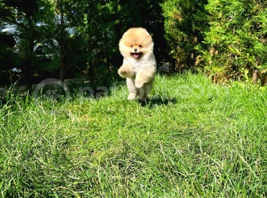 Yarışma Düzeyi̇nde Teddy Face (Ayı Surat) Di̇şi̇ Pomerani̇an Yavrusu görsel