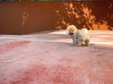 Safkan Teddy Bear Pomeranian Boo Kızımız