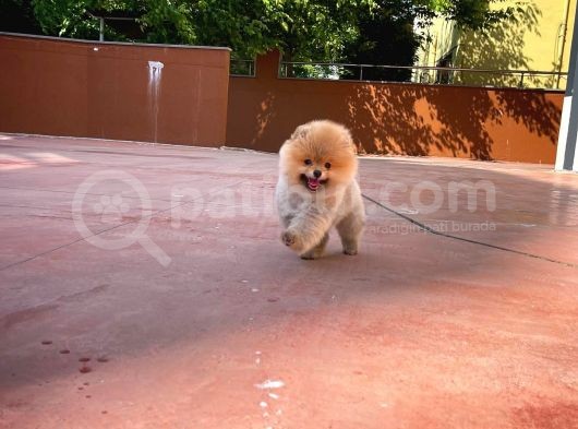 Yarışma Düzeyi̇nde Teddy Face (Ayı Surat) Di̇şi̇ Pomerani̇an Yavrusu görsel