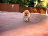 Safkan Teddy Bear Pomeranian Boo Kızımız