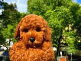 A Plus Kali̇tede Di̇şi̇ 3 Aylık Red Brown Renk Düzeyi̇nde Toy Poodle Yavrusu