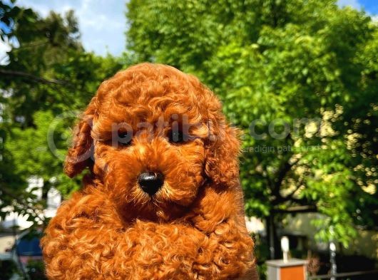 A Plus Kali̇tede Di̇şi̇ 3 Aylık Red Brown Renk Düzeyi̇nde Toy Poodle Yavrusu görsel