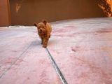 A Plus Kali̇tede Di̇şi̇ 3 Aylık Red Brown Renk Düzeyi̇nde Toy Poodle Yavrusu