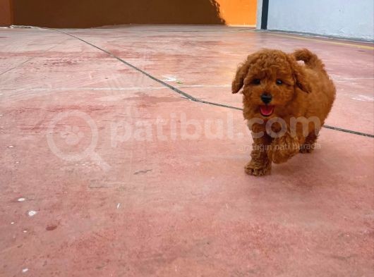 A Plus Kali̇tede Di̇şi̇ 3 Aylık Red Brown Renk Düzeyi̇nde Toy Poodle Yavrusu görsel