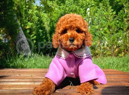A Plus Kali̇tede Di̇şi̇ 3 Aylık Red Brown Renk Düzeyi̇nde Toy Poodle Yavrusu