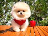Karbeyazı Pomeranian Boo Yavrularımızdan