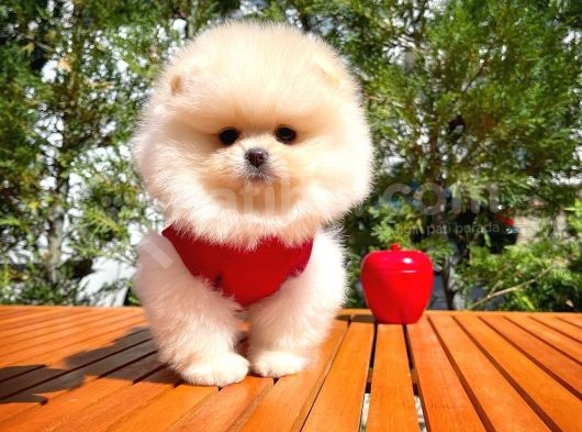 Karbeyazı Pomeranian Boo Yavrularımızdan