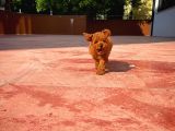 A Plus Kali̇tede Di̇şi̇ 3 Aylık Red Brown Renk Düzeyi̇nde Toy Poodle Yavrusu