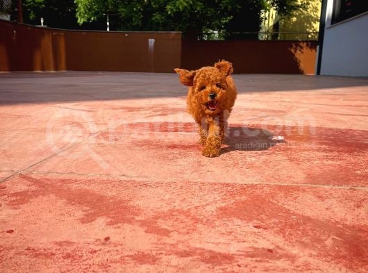 A Plus Kali̇tede Di̇şi̇ 3 Aylık Red Brown Renk Düzeyi̇nde Toy Poodle Yavrusu görsel