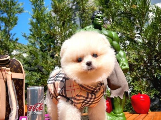 En İyi Kalitedeki Pomeranian Boo Yavrularımızdan