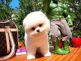 Muhteşem Güzelliği İle Göz Dolduran Erkek Pomeranian Yavrumuz