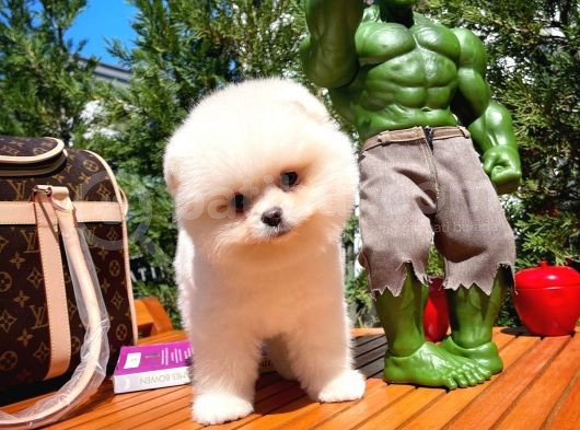 En İyi Kalitedeki Pomeranian Boo Yavrularımızdan görsel