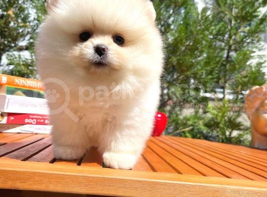 Karbeyazı Pomeranian Boo Yavrularımızdan görsel