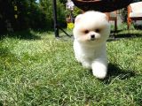 En İyi Kalitedeki Pomeranian Boo Yavrularımızdan