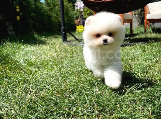En İyi Kalitedeki Pomeranian Boo Yavrularımızdan görsel