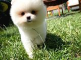 En İyi Kalitedeki Pomeranian Boo Yavrularımızdan