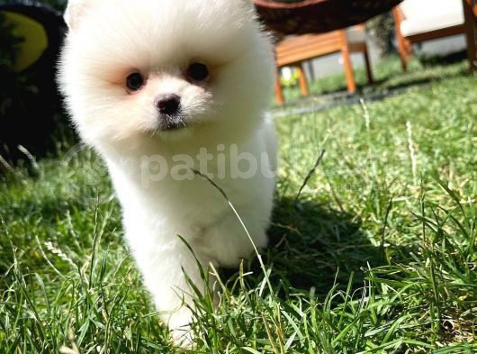En İyi Kalitedeki Pomeranian Boo Yavrularımızdan görsel