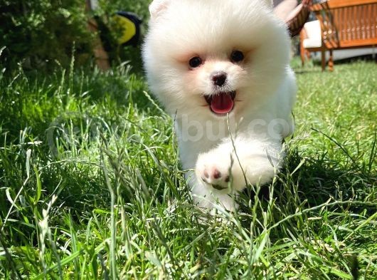 Muhteşem Güzelliği İle Göz Dolduran Erkek Pomeranian Yavrumuz görsel
