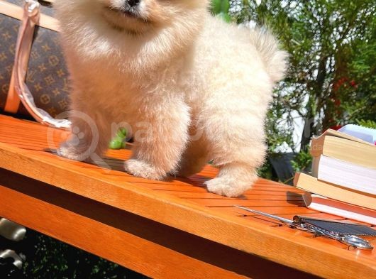 Yarışma Düzeyi̇nde Teddy Face (Ayı Surat) Di̇şi̇ Pomerani̇an Yavrusu görsel