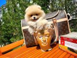 Yarışma Düzeyi̇nde Teddy Face (Ayı Surat) Di̇şi̇ Pomerani̇an Yavrusu