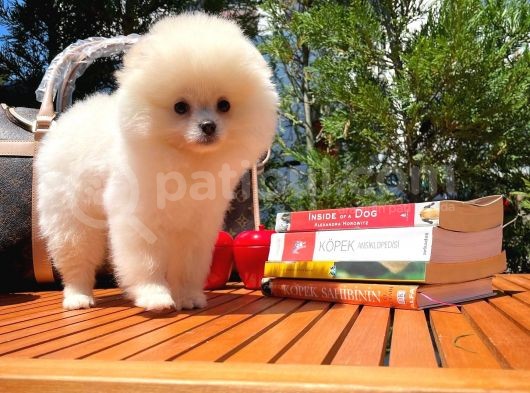 Ender Bulunan Güzelli̇k Yapısına Sahi̇p Di̇şi̇ Pomerani̇an Boo Yavrumuz