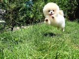 Ender Bulunan Güzelli̇k Yapısına Sahi̇p Di̇şi̇ Pomerani̇an Boo Yavrumuz