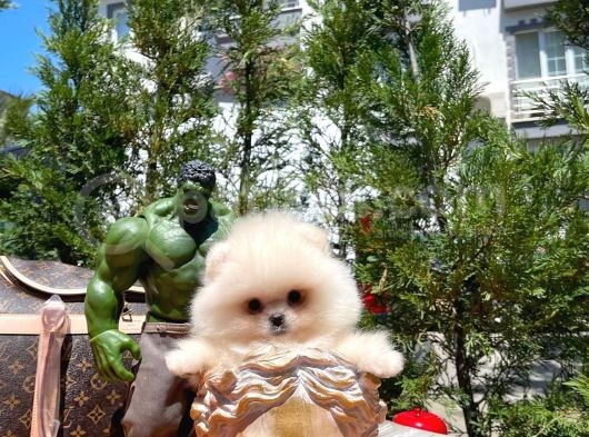 Hari̇ka Yüz Yapısına Sahi̇p Teddy Face Pomerani̇an Yavrusu