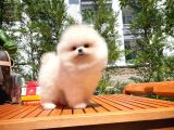 Karbeyazı Pomeranian Boo Yavrularımızdan 3 Aylık Erkek Boo Oğlumuz