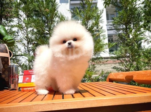 Karbeyazı Pomeranian Boo Yavrularımızdan 3 Aylık Erkek Boo Oğlumuz görsel