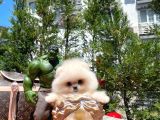Karbeyazı Pomeranian Boo Yavrularımızdan 3 Aylık Erkek Boo Oğlumuz