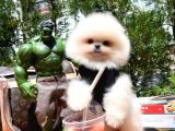 Karbeyazı Pomeranian Boo Yavrularımızdan 3 Aylık Erkek Boo Oğlumuz