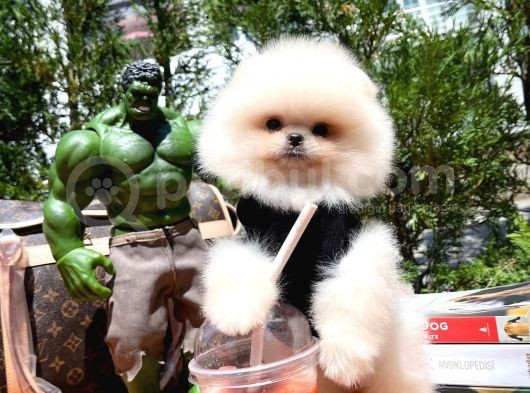 Karbeyazı Pomeranian Boo Yavrularımızdan 3 Aylık Erkek Boo Oğlumuz
