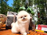 Karbeyazı Pomeranian Boo Yavrularımızdan 3 Aylık Erkek Boo Oğlumuz