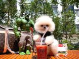 Karbeyazı Pomeranian Boo Yavrularımızdan 3 Aylık Erkek Boo Oğlumuz