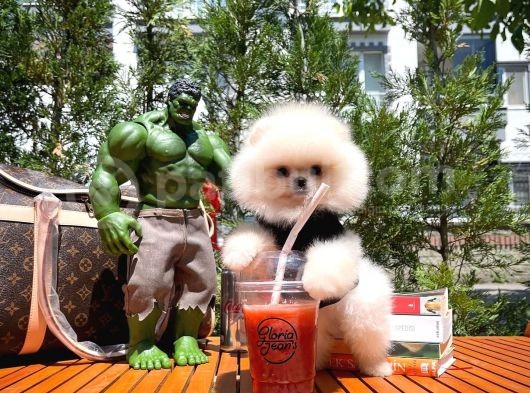 Karbeyazı Pomeranian Boo Yavrularımızdan 3 Aylık Erkek Boo Oğlumuz görsel