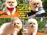 Basık Surat 0.5 Burun Ödül Adayı Safkan Boo Pomeranian
