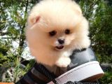 Basık Surat 0.5 Burun Ödül Adayı Safkan Boo Pomeranian