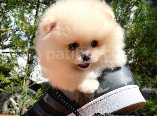 Basık Surat 0.5 Burun Ödül Adayı Safkan Boo Pomeranian görsel