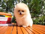 Basık Surat 0.5 Burun Ödül Adayı Safkan Boo Pomeranian