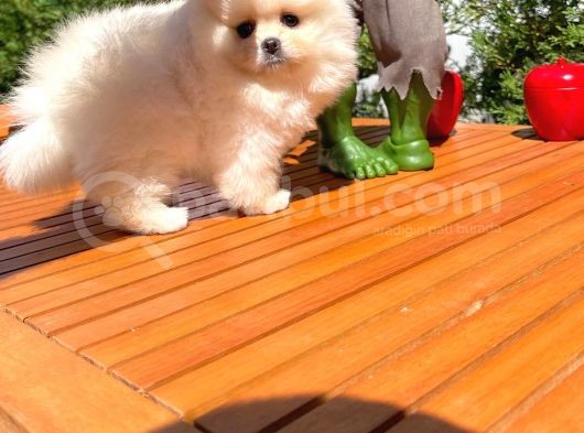 Basık Surat 0.5 Burun Ödül Adayı Safkan Boo Pomeranian görsel